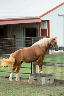 HorseID: 2318116 Happy Hollow Hope - PhotoID: 1105065