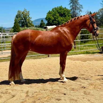 HorseID: 2318121 Wintercreek Kiwi - PhotoID: 1105067