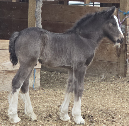 HorseID: 2318123 Desert Dreams Little Angus - PhotoID: 1105070