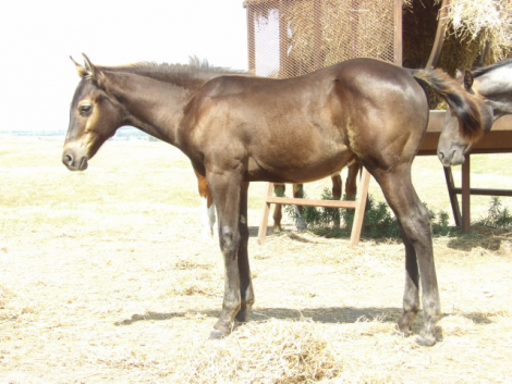 HorseID: 2318124 Buck - PhotoID: 1105075