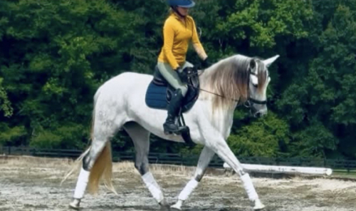 HorseID: 2318128 Georgiana OSF - PhotoID: 1105078
