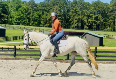 HorseID: 2318128 Georgiana OSF - PhotoID: 1105079