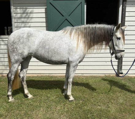 HorseID: 2318128 Georgiana OSF - PhotoID: 1105080