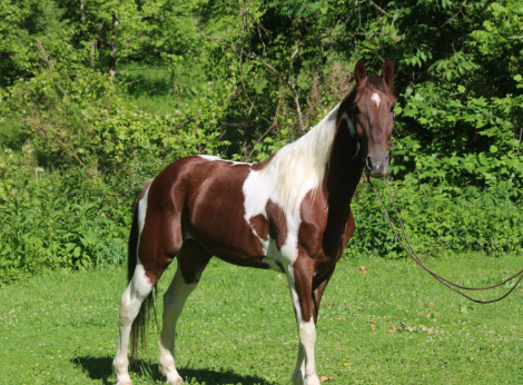 HorseID: 2318130 Outlaw's Big Boss - PhotoID: 1105082