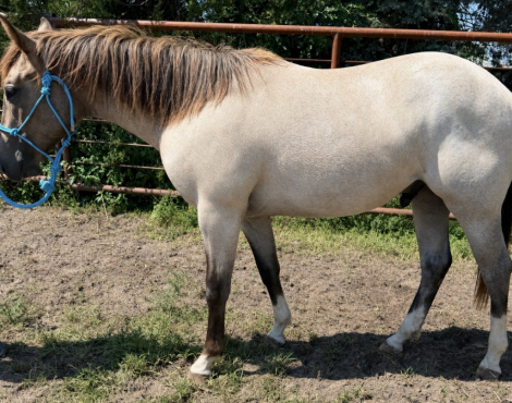 HorseID: 2318134 Duke of Luke - PhotoID: 1105083