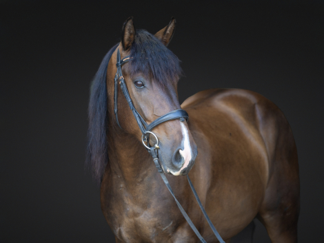 HorseID: 2318141 Ripley - PhotoID: 1105086