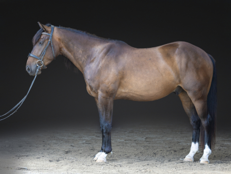 HorseID: 2318141 Ripley - PhotoID: 1105088