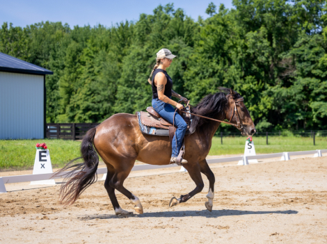 HorseID: 2318141 Ripley - PhotoID: 1105089