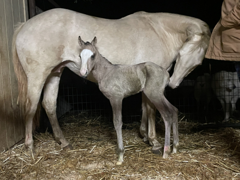 HorseID: 2318143 Rowdy Little Ivy - PhotoID: 1105090