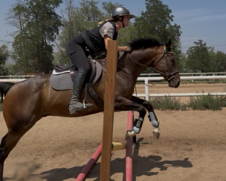 HorseID: 2318144 Demar - PhotoID: 1105092