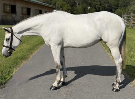HorseID: 2318148 Rose Neigh - PhotoID: 1105133