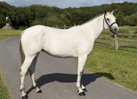 HorseID: 2318148 Rose Neigh - PhotoID: 1105134