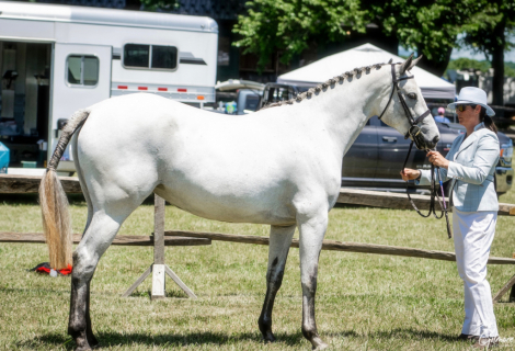 HorseID: 2318148 Rose Neigh - PhotoID: 1105135