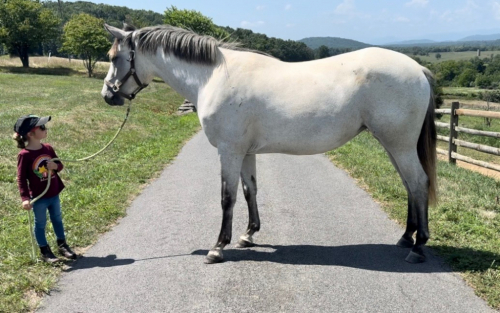 HorseID: 2318148 Rose Neigh - PhotoID: 1105136