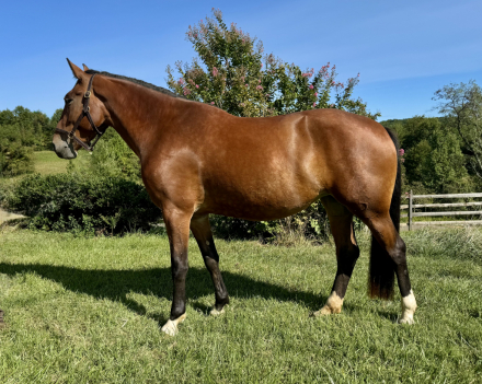HorseID: 2318149 Floris of London - PhotoID: 1105139