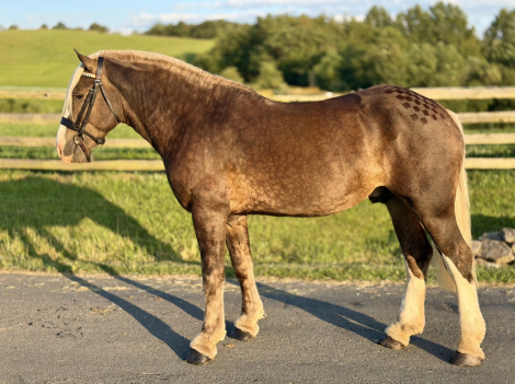 HorseID: 2318150 Cairnview Notorious - PhotoID: 1105151
