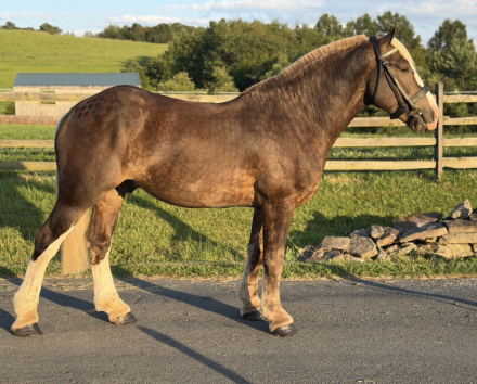 HorseID: 2318150 Cairnview Notorious - PhotoID: 1105152