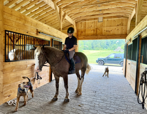 HorseID: 2318150 Cairnview Notorious - PhotoID: 1105153