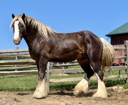 HorseID: 2318150 Cairnview Notorious - PhotoID: 1105154