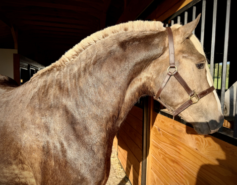 HorseID: 2318150 Cairnview Notorious - PhotoID: 1105155