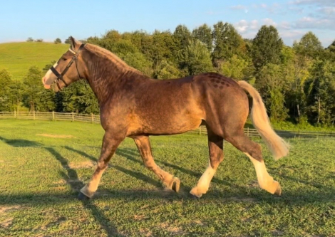 HorseID: 2318150 Cairnview Notorious - PhotoID: 1105156