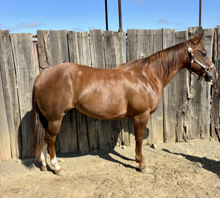 HorseID: 2318152 Little Debbie - PhotoID: 1105095