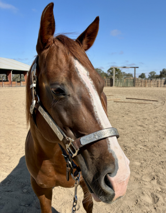 HorseID: 2318152 Little Debbie - PhotoID: 1105096