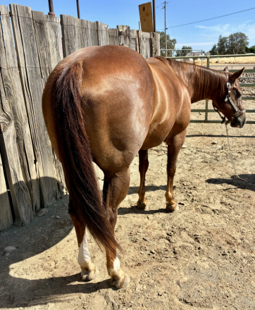 HorseID: 2318152 Little Debbie - PhotoID: 1105097