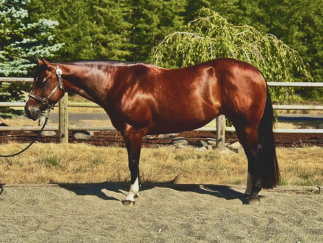 HorseID: 2318154 One Hott Mess - PhotoID: 1105201