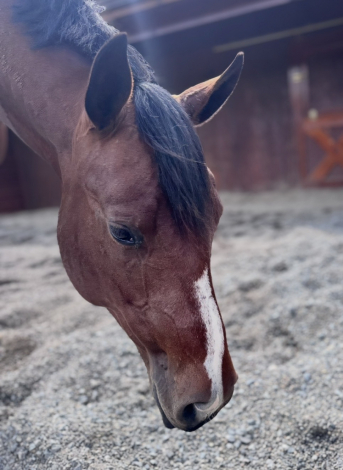 HorseID: 2318154 One Hott Mess - PhotoID: 1105204