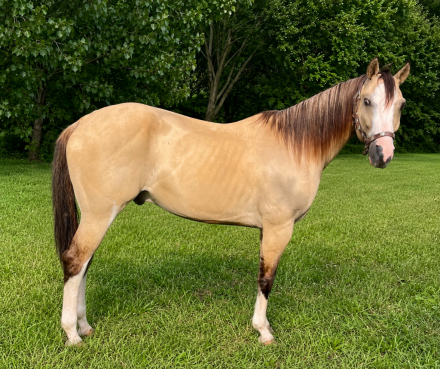 HorseID: 2318155 Goldun Sun Cat - PhotoID: 1105180