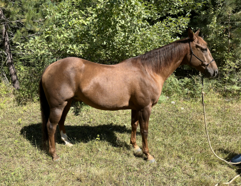 HorseID: 2318157 Watch Gun - PhotoID: 1105099