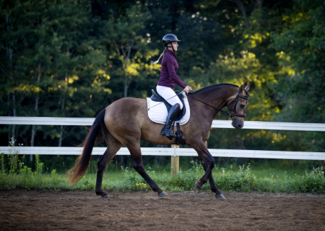 HorseID: 2318162 Khonshu BPF - PhotoID: 1105105