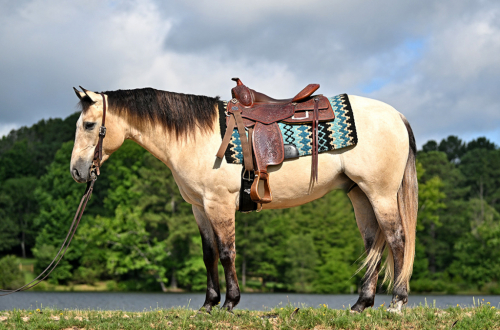 HorseID: 2318179 JCI Bucks Lil Light - PhotoID: 1105118