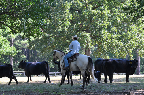 HorseID: 2318179 JCI Bucks Lil Light - PhotoID: 1105119