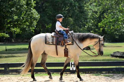 HorseID: 2318179 JCI Bucks Lil Light - PhotoID: 1105120
