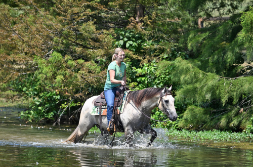 HorseID: 2318179 JCI Bucks Lil Light - PhotoID: 1105122