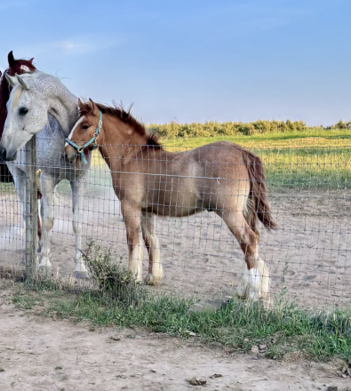 HorseID: 2318180 Charlie - PhotoID: 1105142
