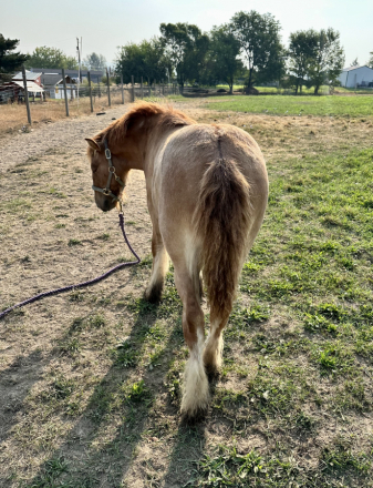 HorseID: 2318180 Charlie - PhotoID: 1105143