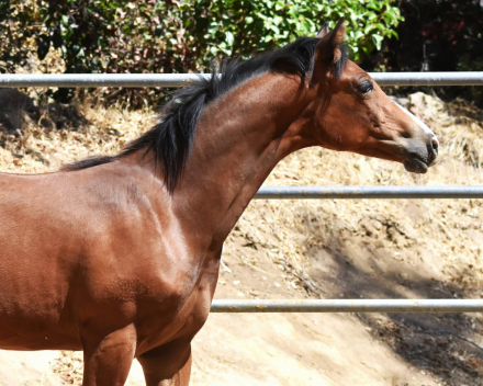 HorseID: 2318182 DUNNITWITHGUNSANDCASH - PhotoID: 1105150