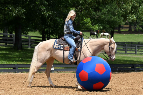 HorseID: 2318183 Gold Metallic Cougar - PhotoID: 1105161
