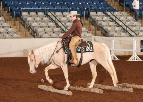 HorseID: 2318183 Gold Metallic Cougar - PhotoID: 1105162