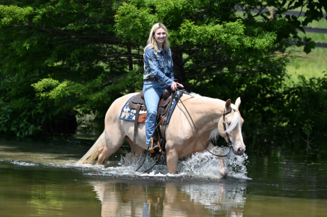 HorseID: 2318183 Gold Metallic Cougar - PhotoID: 1105163