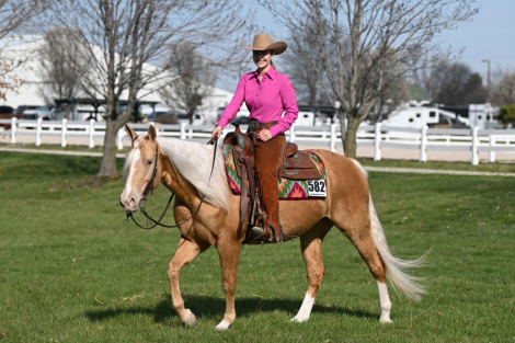 HorseID: 2318183 Gold Metallic Cougar - PhotoID: 1105164