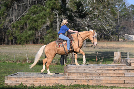 HorseID: 2318183 Gold Metallic Cougar - PhotoID: 1105165