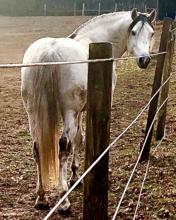HorseID: 2318185 Amadeus FD - PhotoID: 1105169