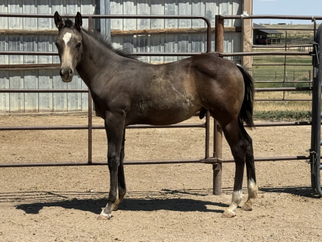 HorseID: 2318192 VOODOOS LAST WARLOCK - PhotoID: 1105170