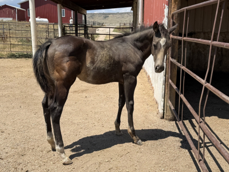 HorseID: 2318192 VOODOOS LAST WARLOCK - PhotoID: 1105171