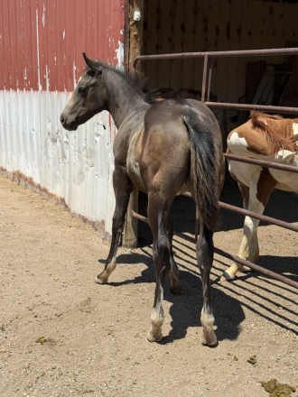 HorseID: 2318192 VOODOOS LAST WARLOCK - PhotoID: 1105172
