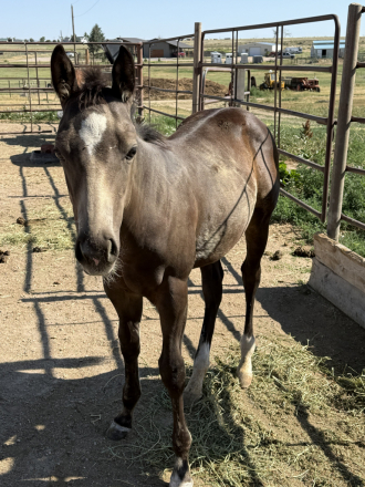 HorseID: 2318192 VOODOOS LAST WARLOCK - PhotoID: 1105173